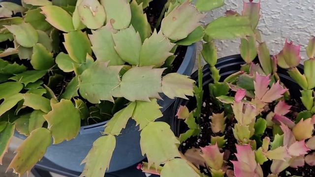 Cactus, 🌵 De Navidad🌺 Listos Para Florear. смотреть онлайн