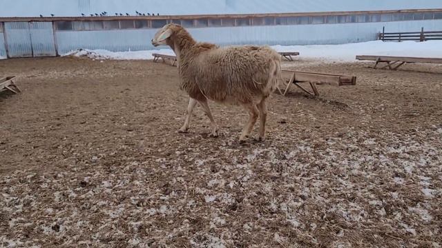 Сын Гулливера! 2 года смотреть онлайн