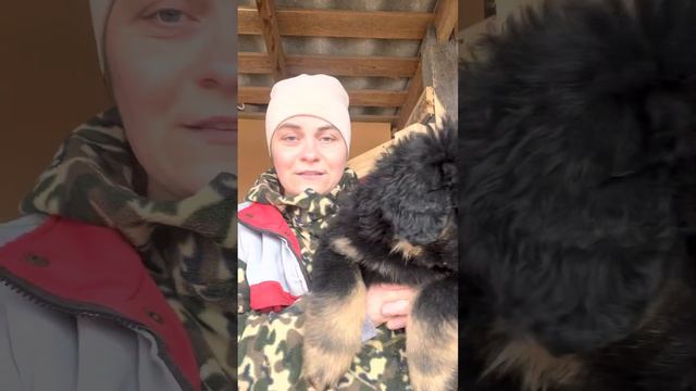 ПРОДАЖАЩЕНКОВТИБЕТСКОГОМАСТИФА89111324532https://vk.com/svetlost1984ДОСТАВКА ПО РФ И ДРУЖСТРАНЫ