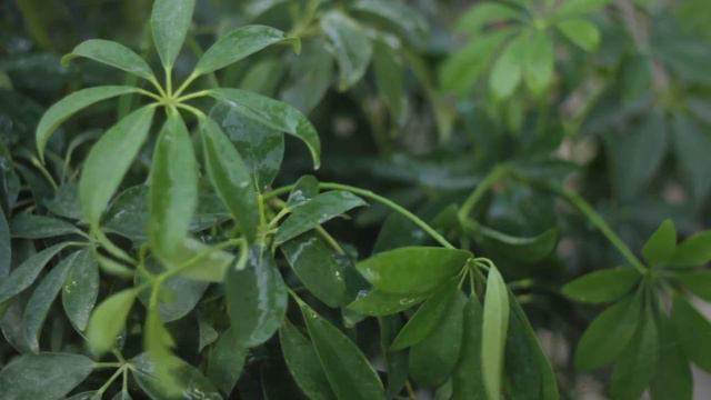 How to Make the Leaves of a Schefflera Plant Shiny : Solving Plant Needs смотреть онлайн