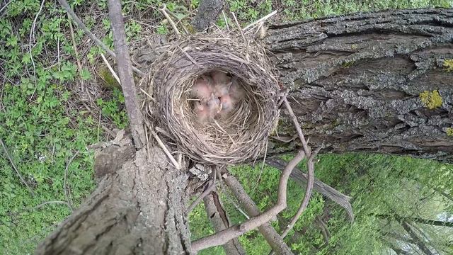 Рябинник 160416 7 у реки 160506 гнездо с птенцами 4