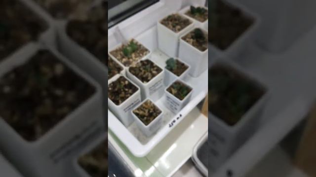 Спустя час. После кошмара. Балкон ночью промёрз. Кто оказался самым живучим. А кто не выдержал. смотреть онлайн