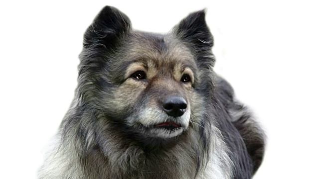Немецкий шпиц (кеесхонд) - породы собак. смотреть онлайн