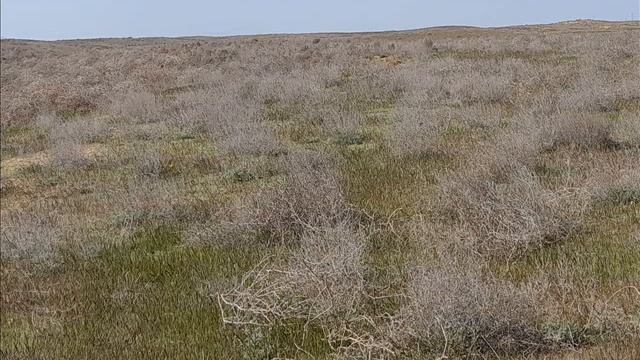 Шаманский Бубен. Степные песни. / Shamanic Tambourine. Steppe songs. смотреть онлайн