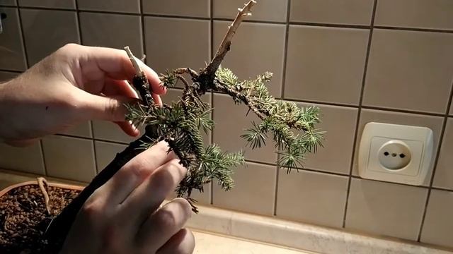 Restyling Blue Spruce | Создаем новый облик ели голубой смотреть онлайн