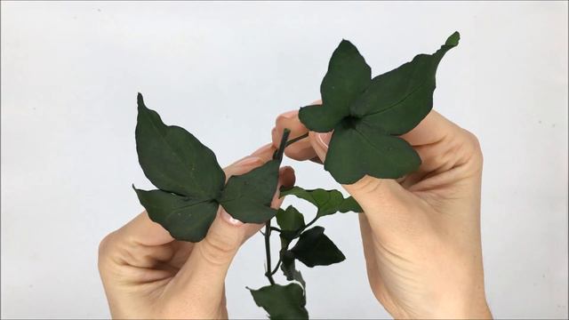 Стабілізовані рослини. Плющ