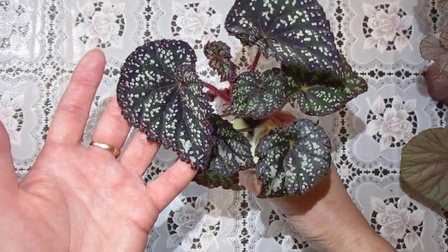 Новинки бегоний в моей коллекции DS-Сказка и Mirage. смотреть онлайн