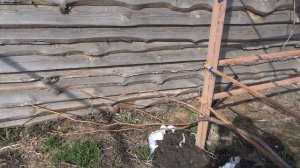 Открывать ли виноград в марте?