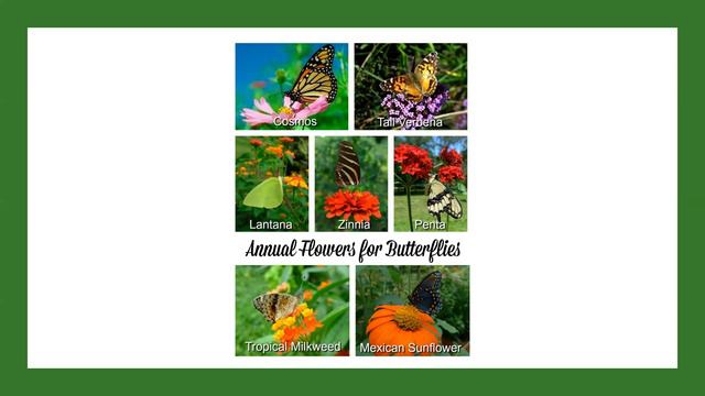 5 Ways to help the Monarch Butterfly смотреть онлайн