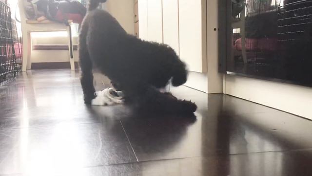 虎太郎家に仲間がやってきた！【トイプードル】toy poodle Игрушечный пудель玩具贵宾犬 смотреть онлайн
