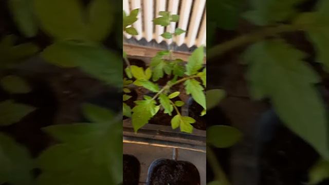 Рассада помидор🍅 смотреть онлайн