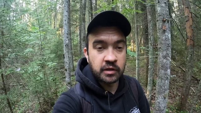 Тихая охота на новом месте | Собираем молодые подосиновики в еловом лесу | Грибы 2022 смотреть онлайн