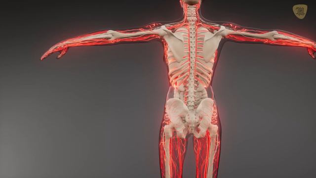 El verdadero origen del ser humano смотреть онлайн