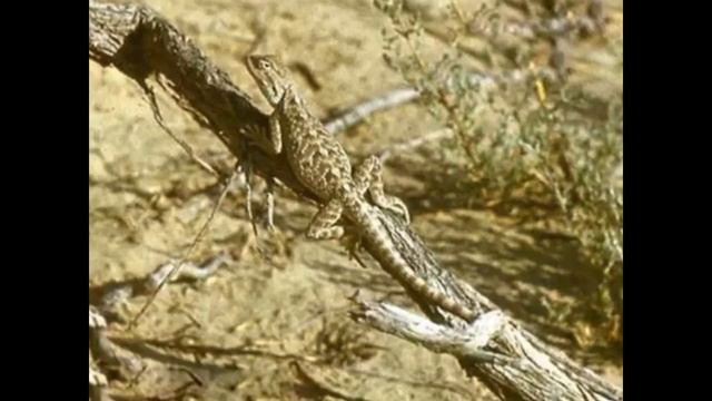 Растительный и животный мир СК смотреть онлайн