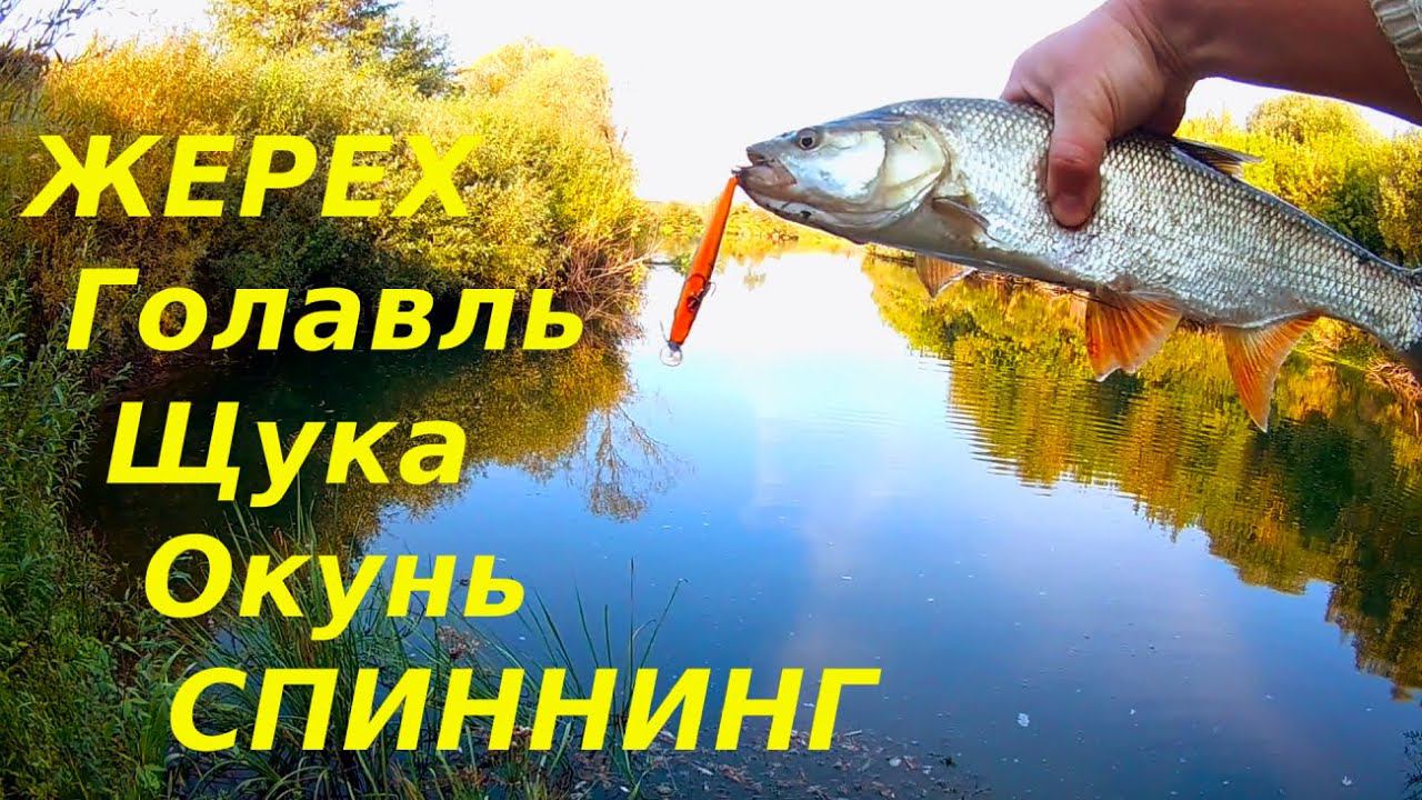 Ловля голавля, жерех, щука, окунь.Воблер RIGGE сделал рыбалку. Рязанская область. смотреть онлайн
