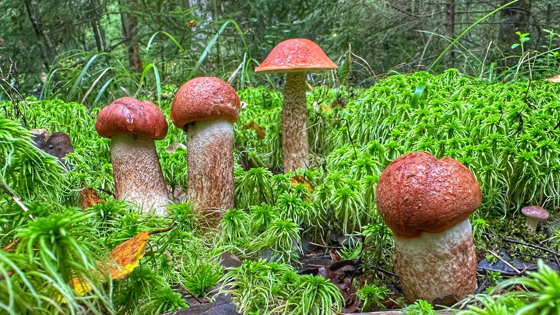 ВЕСЬ ЛЕС В ГРИБАХ! ГРИБЫ НА КАЖДОМ ШАГУ | ПОДОСИНОВИКИ РАСТУТ ОГРОМНЫМИ ПОЛЯНАМИ | КОНКУРС! смотреть онлайн