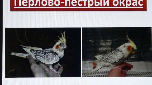 Кореллы. Цветовые вариации. Определяем окрас попугая кореллы. смотреть онлайн