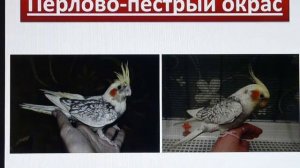 Кореллы. Цветовые вариации. Определяем окрас попугая кореллы.