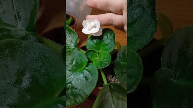 Фиалки радуют смотреть онлайн