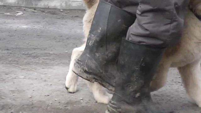 Щенок смотреть онлайн