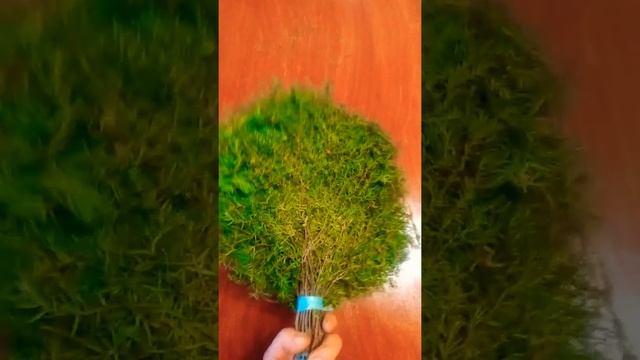 Веник хвойный из можжевела смотреть онлайн