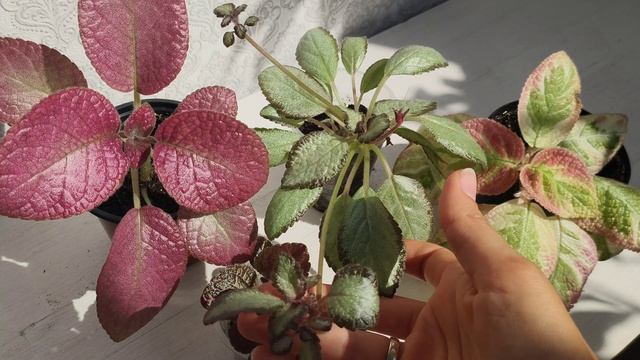 Эписция. Эписция акварельная, Strawberry Patch, Chocolate Cream, Silver Skies. Правильный уход. смотреть онлайн