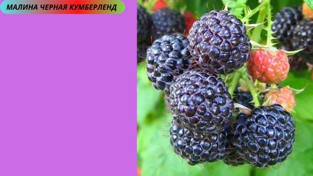 Малина Засыплет Крупными Ягодами! Только эти сорта смотреть онлайн