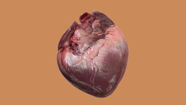 The Body After 2 Gallons Coffee In 3 Hours смотреть онлайн