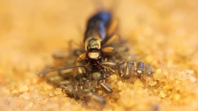 Soins maternels - Perce-oreille commun - Forficula auricularia смотреть онлайн
