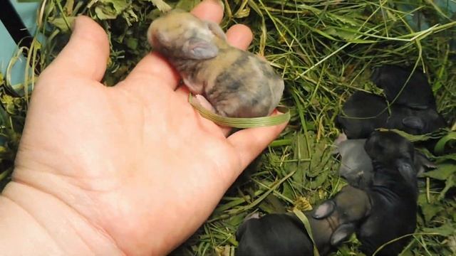 ХОЧЕШЬ УЗНАТЬ КТО ЭТО ? СМОТРИ ВИДЕО ))) смотреть онлайн