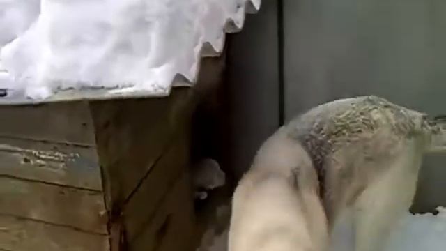 Взять собаку с улицы (щенки дворняжки) смотреть онлайн