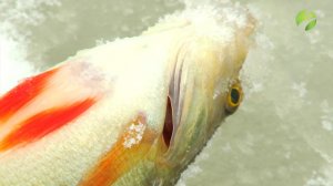 С полем! "По тонкому льду"