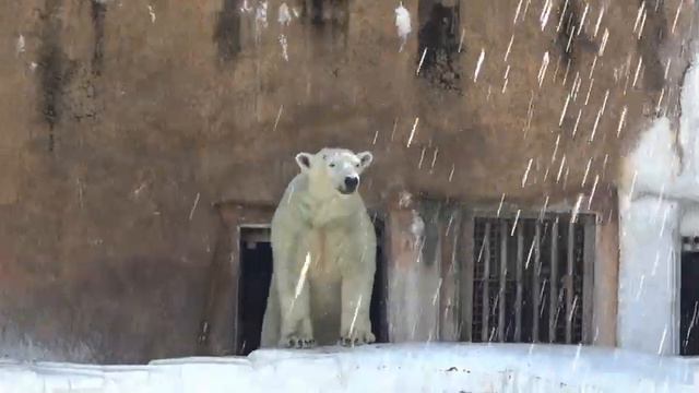 ちびっ子の悲鳴のような歓声💗日曜日はやっぱりホウチャンデー【天王寺動物園】 смотреть онлайн