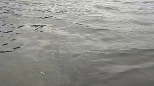 Голавль на реке Сейм - воблер Silver Creek-0 район Зиново