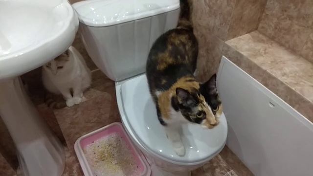 Кошки - очень чистоплотные животные! смотреть онлайн