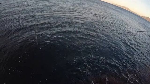 BACORETAS con RAPALA x-Rap Magnum смотреть онлайн