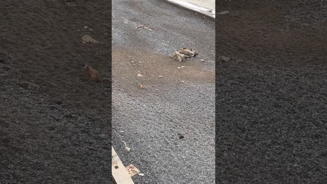 19 год.Крым,Ялта,Курпаты смотреть онлайн