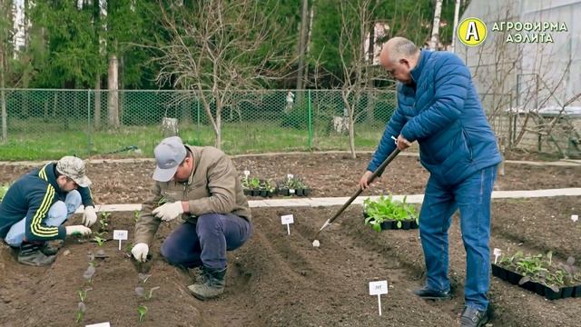 ОЧЕНЬ ЦЕННАЯ, но Декоративная Культура. Медоносная Лаванда Синеглазка смотреть онлайн