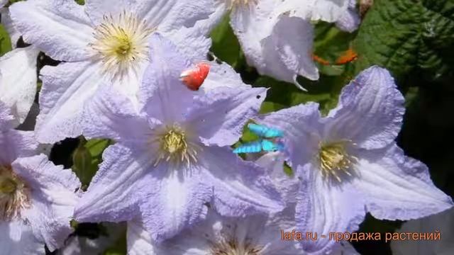 Клематис крупноцветковый Блекитни Аниол ? обзор: как сажать, саженцы клематиса Блекитни Аниол смотреть онлайн
