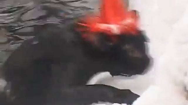 Кошка - МОРЖ - ЧУДО - ДА И ТОЛЬКО!!! смотреть онлайн
