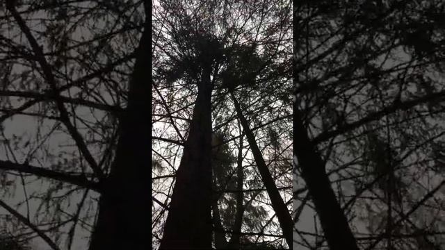 Забавные белки в Гатчинском парке. 8 ноября 2015г. смотреть онлайн