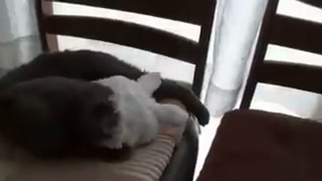 Hat for cat (Кот и Шляпа) смотреть онлайн