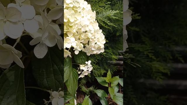 Гортензия Диамантино (Diamantino) смотреть онлайн