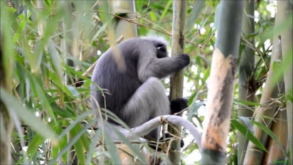 Очковый тонкотел - Dusky leaf monkey