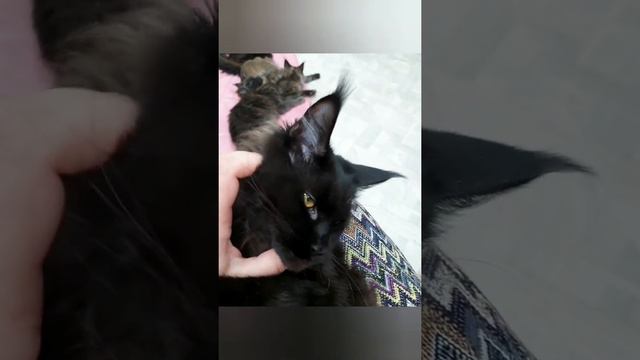 Ева - очень ласковая кошка Мейн-кун 😍❤ Черная кошка Мейн-кун с густыми кисточками 🔥 смотреть онлайн