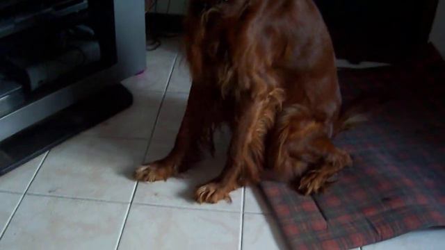 Our skidding Irish Setter смотреть онлайн