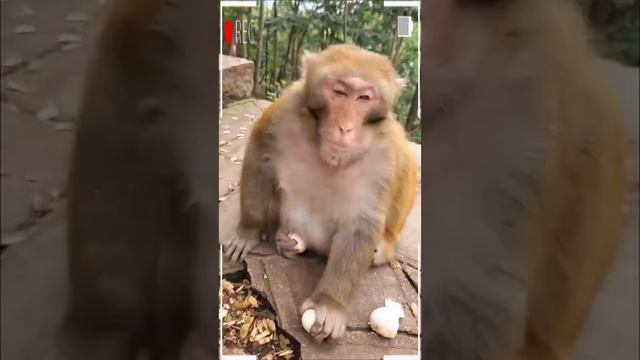 The Best of Monkey Videos - A Funny Eating Monkeys Compilation Ep155 смотреть онлайн