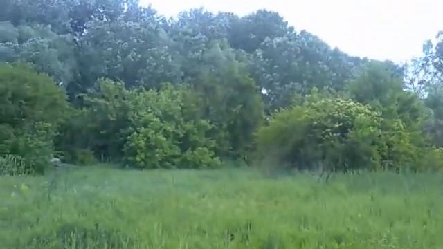 15052013052 жук стригун смотреть онлайн