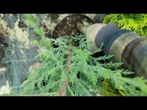 какой припаррат лучше вовреямя вигетатаци хвойных растений? проведём эксперимент.осмокот зелёная иг.