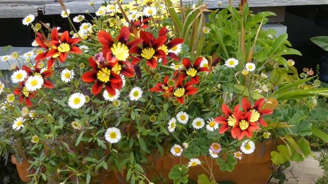 Time-lapse: Sparaxis tricolor Flowers - Scaled-up Version смотреть онлайн